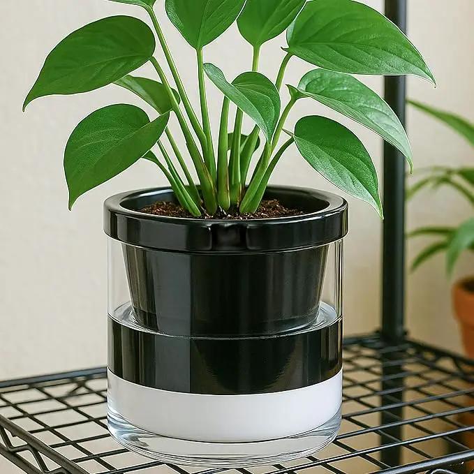 D'vine Dev 8 Inch Design Self Watering Planter for Indoor Plants, Black Terracotta Pot with Cylinder Glass Cup, 37-X-C-3 by GreenHaven Gardens
