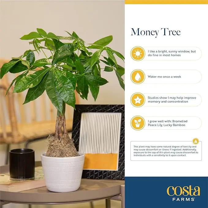 Costa Farms Live Plants (2-Pack), Money Tree and Bird of Paradise, Easy to Grow Large Indoor Outdoor Houseplants in 10-Inch Plant Pots, House Plant Gift, Office, Living Room, Home Decor by GreenHaven Gardens