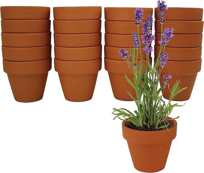 Buzzy Seeds Terracotta Mini Grow Pots | Herb, Plant, Flower Starter Kit for Kids & Adults | Assorted 20-Pack, | Lavender Seeds Guaranteed to Grow | Best Indoor Grow Your Own Plant Gardening Gift by GreenHaven Gardens
