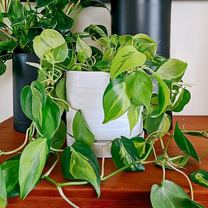 6 Inch Plant Pots, Ceramic Planter Pot with Drainage Hole & Saucer, Indoor/Outdoor Cylinder Round Planter Pot, Matte White by GreenHaven Gardens