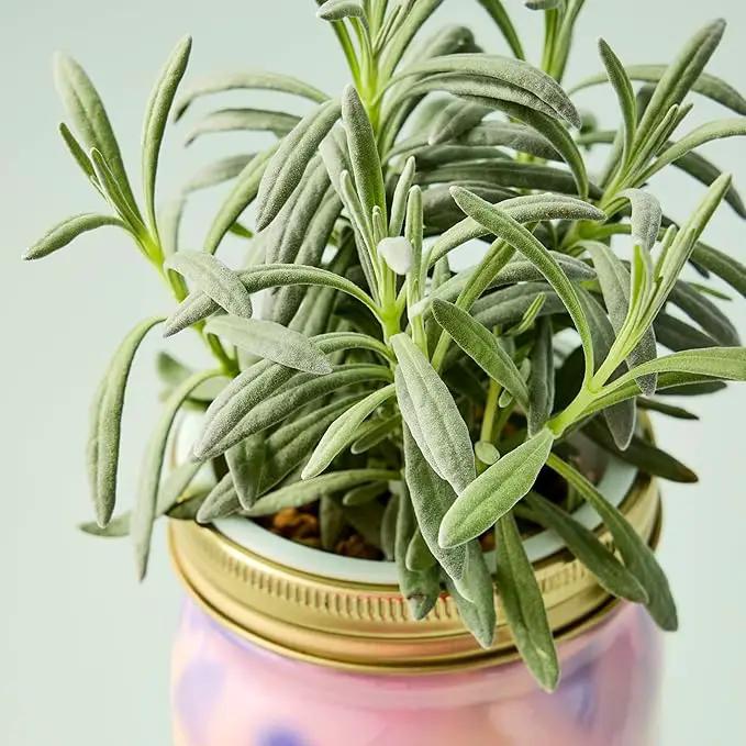 Modern Sprout Mason Garden Jar - Self-Watering Hydroponics Growing System Kit with Organic Herb Seeds - Jar Planter for Indoor Herb Garden - Seed Starter Kit - Home Decor & Gifting - Lavender by GreenHaven Gardens
