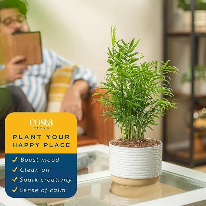 Costa Farms Parlor Palm, Neanthebella Tropical Live Plant, Easy to Grow Palm Houseplant Potted in Décor Plant Pot, Unique Plant Lover Gift, Living Room Home and Office Décor, 1 Foot Tall by GreenHaven Gardens
