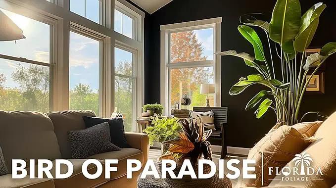 Orange Bird of Paradise | Strelitzia Reginae | 3 Live Plants | Tropical Perennial Blooming Specimen by GreenHaven Gardens