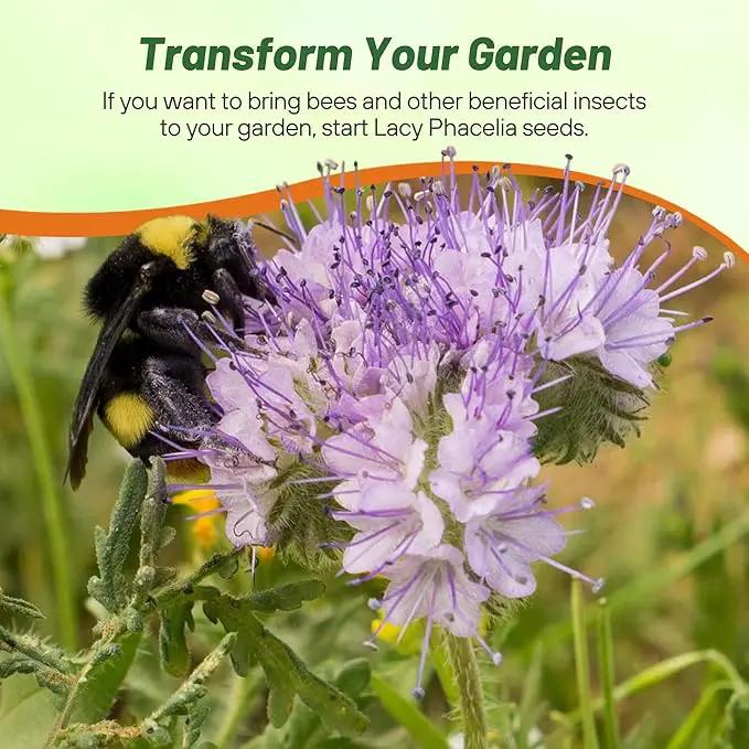 Outsidepride Lacy Phacelia Seeds for Planting - 1/4 Lb Annual, Drought-Tolerant Wildflower Seeds with Light Violet Flowers, Ideal for Pollinator Gardens, Erosion Control, & Attracts Bees & Butterflies by GreenHaven Gardens