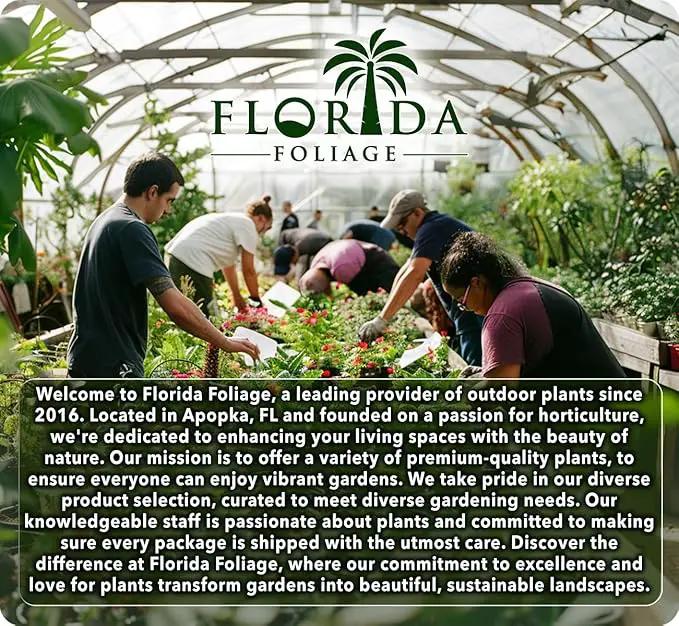 Orange Bird of Paradise | Strelitzia Reginae | 20 Live Plants | Tropical Perennial Blooming Specimen by GreenHaven Gardens