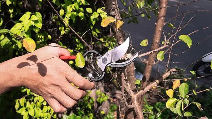 DAESUNG Bypass Pruning Shears For Gardening, Bypass Pruner For Gardening Heavy Duty, Bypass Pruners, Garden Shears Pruning Heavy Duty, with 5/8 Inch Cutting Capacity VGS-001 (Made in Vietnam) by GreenHaven Gardens