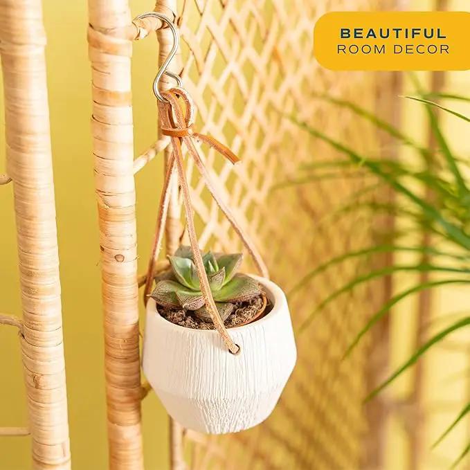 Costa Farms Succulent Plant, Live Indoor Mini Succulent Plant in Hanging Basket Succulents Plant Pot, Potting Soil Mix, Grower's Choice, Easy Grow Houseplant, Home and Room Decor, 2-Inches Tall by GreenHaven Gardens