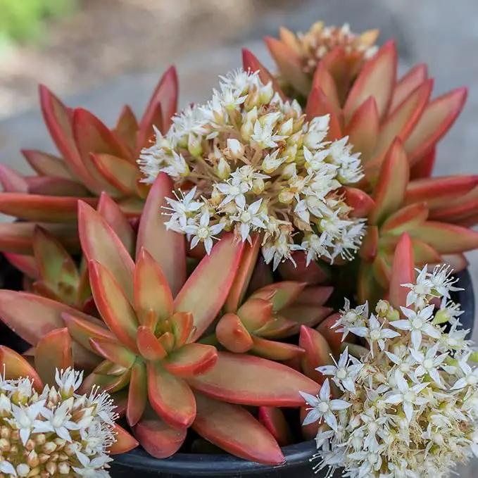 Altman Plants Desert Fire Live Succulents 4-Pack, Mini Plants Succulent Mix, Live Plants, Mini Succulents, House Plants, Live Succulent Plants, Outdoor & Indoor Plants for Event, Wedding, Kid Crafts by GreenHaven Gardens