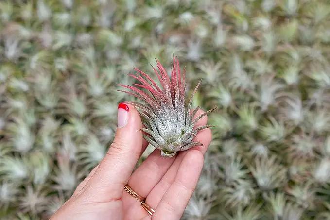 5 Pack Ionantha Air Plants Live Tillandsia Succulent Air Plant - Available in Wholesale and Bulk - Home and Garden Decor - Easy Care Indoor and Outdoor Plants Holders by GreenHaven Gardens