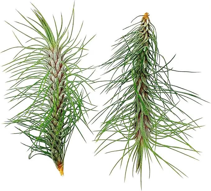 Air Plants - Colombian Tillandsia Funckiana, Large 5" - 2ct - Live Arrival Guaranteed - House Plants for Home Decor & Gift by GreenHaven Gardens