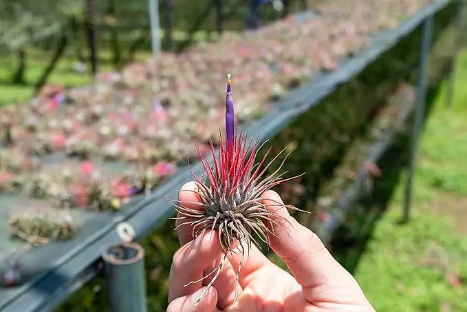 24 Pack Air Plants Assorted Tillandsia Ionantha - Live Succulent House Plants - Available in Wholesale and Bulk - Home and Garden Decor - Easy Care Indoor and Outdoor Plants by GreenHaven Gardens