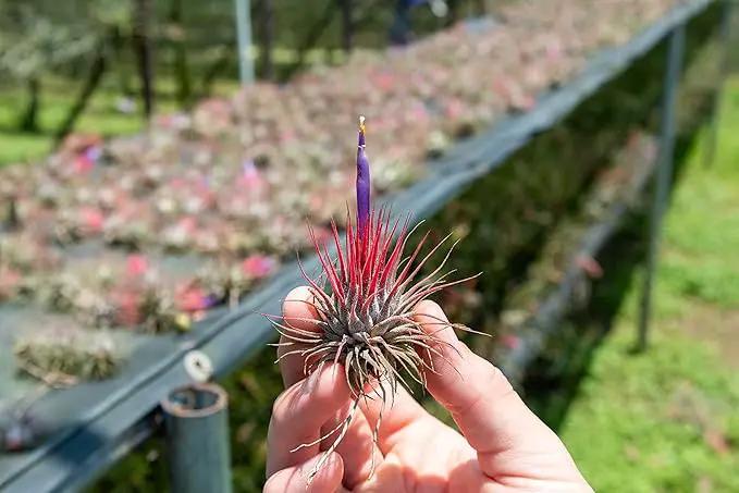 25 Pack Air Plants Assorted Tillandsia Ionantha - Live Succulent House Plants - Available in Wholesale and Bulk - Home and Garden Decor - Easy Care Indoor and Outdoor Plants by GreenHaven Gardens