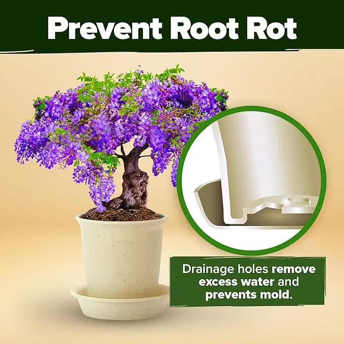 Bonsai Tree Kit - Gifts for Men & Women - Grow 4 Bonsai Trees - Unique Gardening Crafts for Adults, DIY Hobbies for Plant Lovers & Gardeners - Unusual Christmas Gift Ideas for Mom & Dad by GreenHaven Gardens
