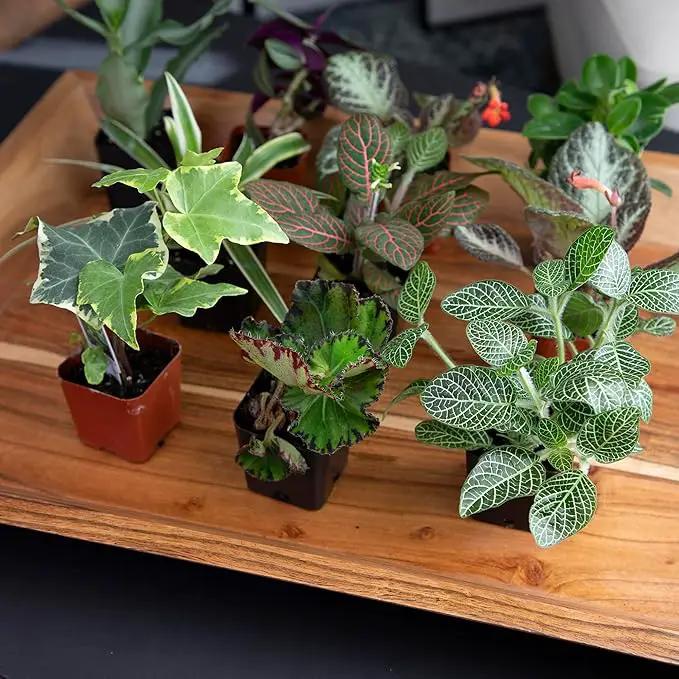 Altman Plants Live Houseplants (12PK), Indoor Plants for Delivery Prime, Live Plants and Gardening Gifts for Plant Lovers, Planters for Indoor Plants with Potting Soil, Live House Plants Indoors Live by GreenHaven Gardens