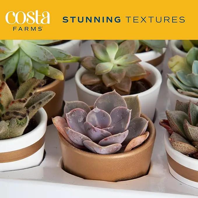 Costa Farms Mini Succulents (48 Pack), Live Succulent Plants in Decor Pots, Indoor Houseplants in Potting Soil, Party Favor Gifts, Bulk Baby Shower, Bridesmaid, 2-Inches Tall by GreenHaven Gardens