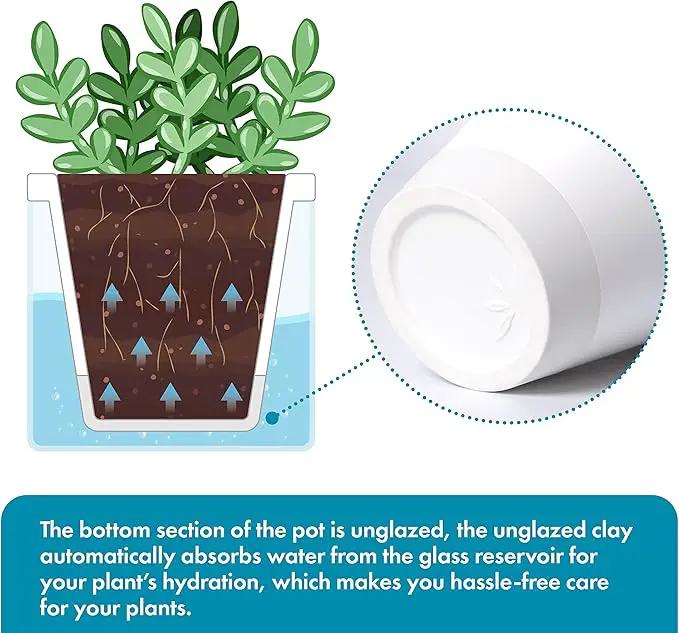 D'vine Dev 4 Inch Design Self Watering Planter for Indoor Plants, White Terracotta Pots with Cylinder Glass Cup, Set of 3, 37-Z-A-2-T by GreenHaven Gardens