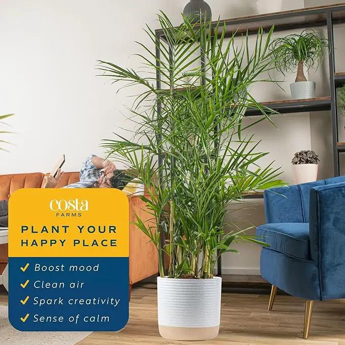Costa Farms Bamboo Palm, Easy to Grow Houseplant, Live Indoor Plant Potted in Decor Plant Pot, Room or Office Decor, 3-4 Feet Tall by GreenHaven Gardens