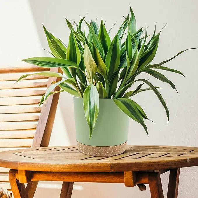 QCQHDU 8 inch Plant Pot, 2 Pack Planters for Indoor Plants with Drainage Holes & Saucer, Outdoor Flower Pots Home Garden Modern Decor by GreenHaven Gardens