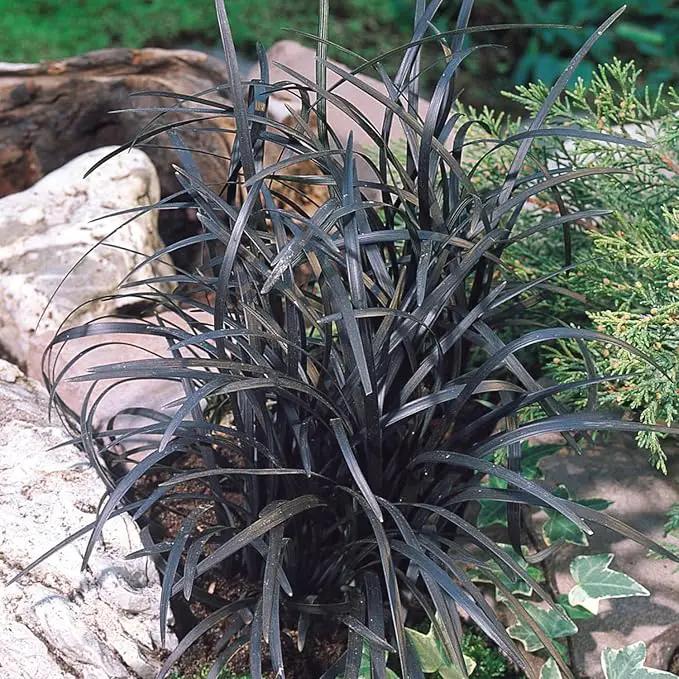 Pack 3 Fountain Grass Plants Live, 5-9 Inch Tall, Ornamental Grasses Live Plants Perennial, Well-Rooted Perennial Grass Clumps (Black Fountain Grass) by GreenHaven Gardens