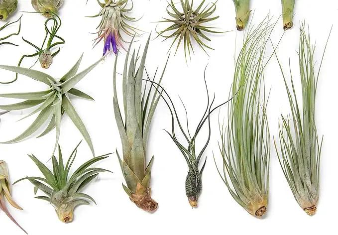 25 Grab Bag Pack Small & Medium Air Plants - Fertilizer Packet - Wholesale - Bulk - Live Tillandsia - Easy Care House Plant - Succulents by GreenHaven Gardens
