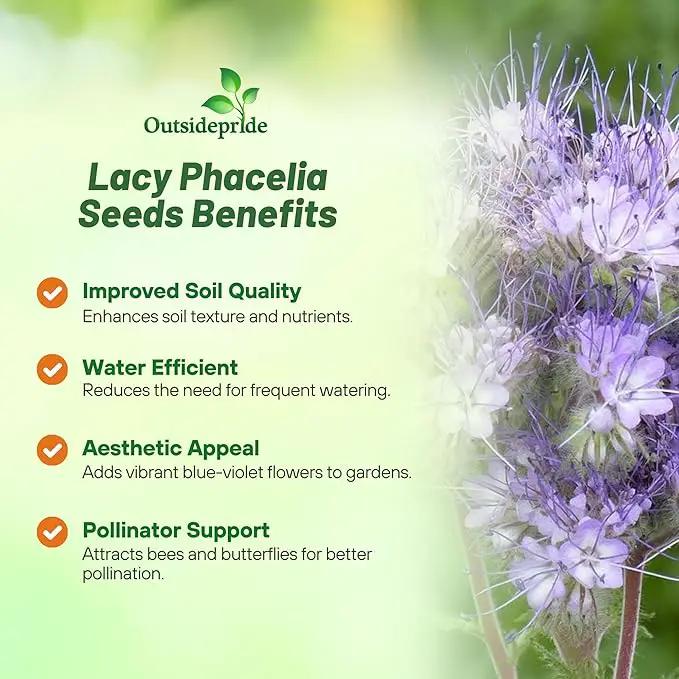 Outsidepride Lacy Phacelia Seeds for Planting - 1/4 Lb Annual, Drought-Tolerant Wildflower Seeds with Light Violet Flowers, Ideal for Pollinator Gardens, Erosion Control, & Attracts Bees & Butterflies by GreenHaven Gardens