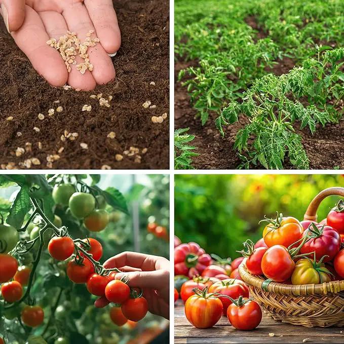 1,500+ Tomato Seeds, Heirloom Vegetable Seed for Planting Indoor Outdoor, 10 Varieties Salad Tomato Seeds Garden Hydroponic Kit, Non-GMO Home Hydroponic Fresh Food Veggie Supply by GreenHaven Gardens