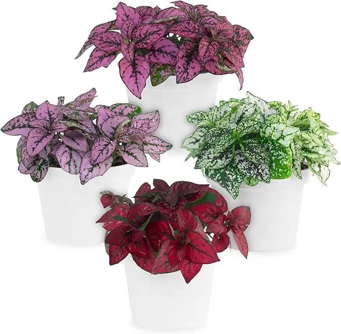 Polka Dot Plant Collection (4-Pack) - House Plants Indoors Live, Air Purifying Live Indoor House Plants, (Red, White, Rose, and Pink) Indoor Plants Live houseplants. by GreenHaven Gardens