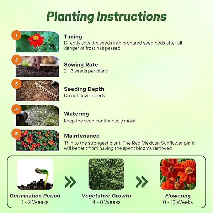 Outsidepride Red Torch Mexican Sunflower Seeds - 2000 Seeds Annual Tithonia, Fast-Growing, Heat & Drought-Tolerant Flower Seeds for Pollinator Gardens, Landscapes, & Flower Arrangements (AAS Winner) by GreenHaven Gardens