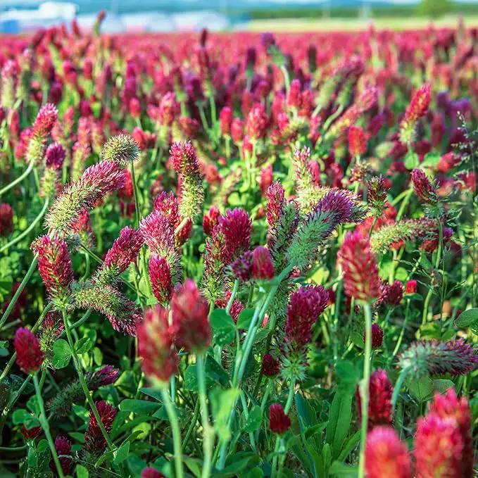Crimson Clover Seeds (Coated) - 1 oz - Garden Cover Crop, Non-GMO, Open Pollinated, Perennial, Heirloom - Coated for Easy Planting by GreenHaven Gardens