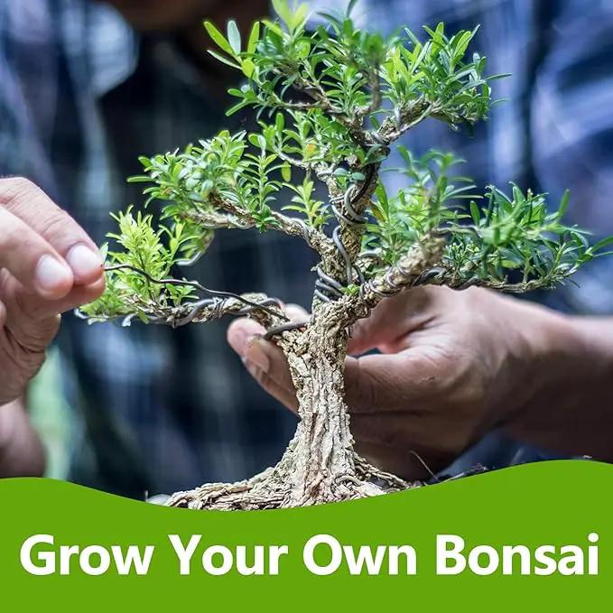 Bonsai Tree Kit, Bonsai Starter Kit with 4 Bonsai Tree Seeds, Tools & Planters, Bonsai Tree Live Plants Indoor, Gardening Gifts for Women Men Mom Father Plant Lover, Unique Christmas Gifts by GreenHaven Gardens