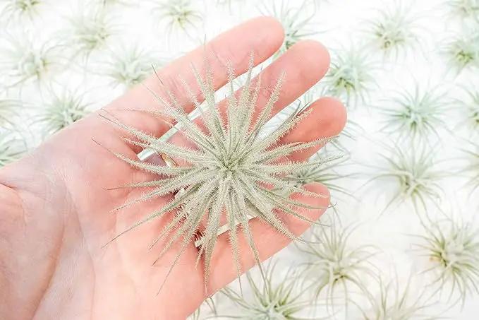 Air Plant Shop 25 Pack Rare Tectorum Ecuador Air Plants - Unique, Bright White, Nursery-Grown Tillandsia House Plant with Fuzzy Trichomes for Terrariums, Driftwood & Living Walls - Wholesale by GreenHaven Gardens
