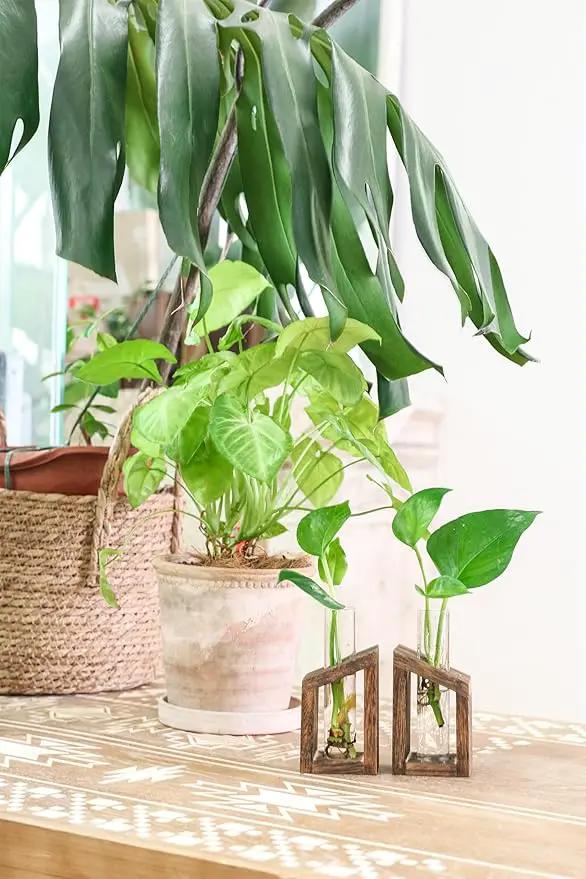 Ivolador Test Tube Propagation Stations Pothos Planter Terrarium Container Perfect for Propagating Hydroponic Plants Home Office Garden Decor Wedding -2 PCS by GreenHaven Gardens