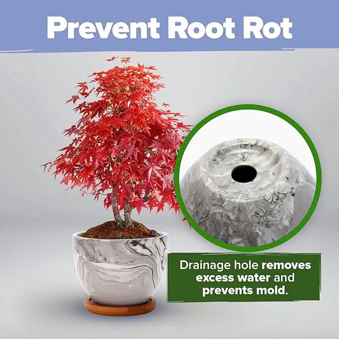 HOME GROWN Bonsai Tree Kit - Premium Ceramic Starter Kit - 4 Variety of Bonsai - Unique Gift for Men and Women Gardeners (BK2-2nd-MF) by GreenHaven Gardens