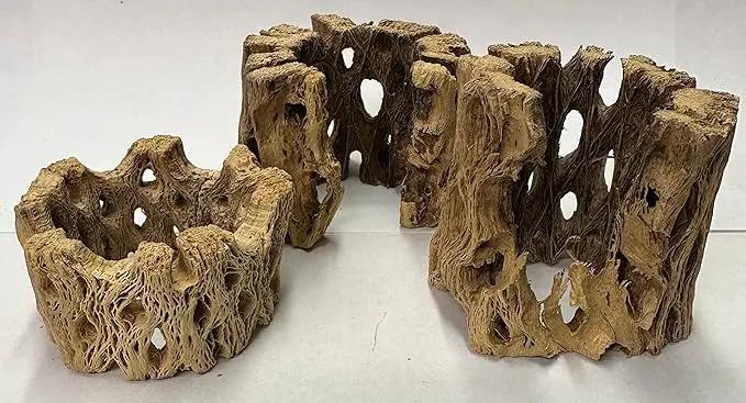 3 Natural Cholla Wood Air Plant Display Holders Individually Unique Round Decorative Stands (3 Pack Cholla Rounds) by GreenHaven Gardens