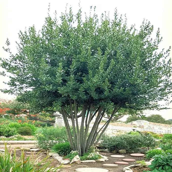 Mediterranean Bay Leaf, Bay Laurel Live Plant. Standard Variety - Laurus Nobilis. Live Plant. Fragrant, Fresh, Edible. Best for Ground Planting Outdoor. (2 Bay Laurel Plants in Cup) by GreenHaven Gardens