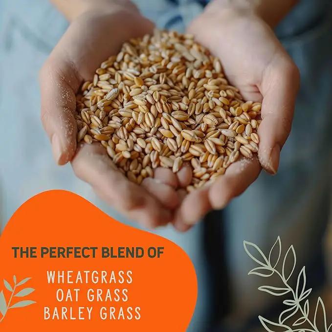 Organic Cat Grass Premium Grow Kit 4 Pack | Non GMO Mixed Heirloom Seeds | Wheatgrass - Oat Grass - Barley Grass Blend by GreenHaven Gardens
