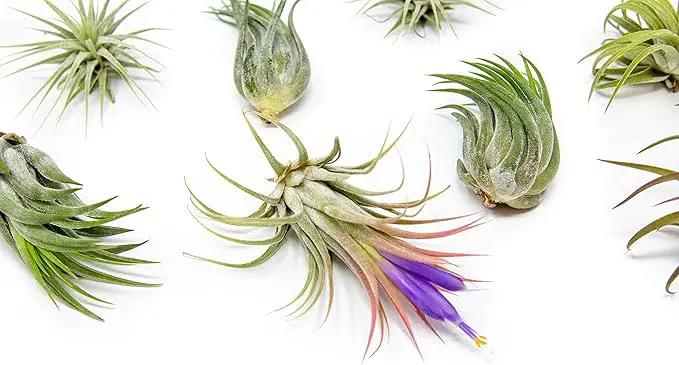 50 Pack Air Plants Assorted Tillandsia Ionantha - Live Succulent House Plants - Available in Wholesale and Bulk - Home and Garden Decor - Easy Care Indoor and Outdoor Plants by GreenHaven Gardens