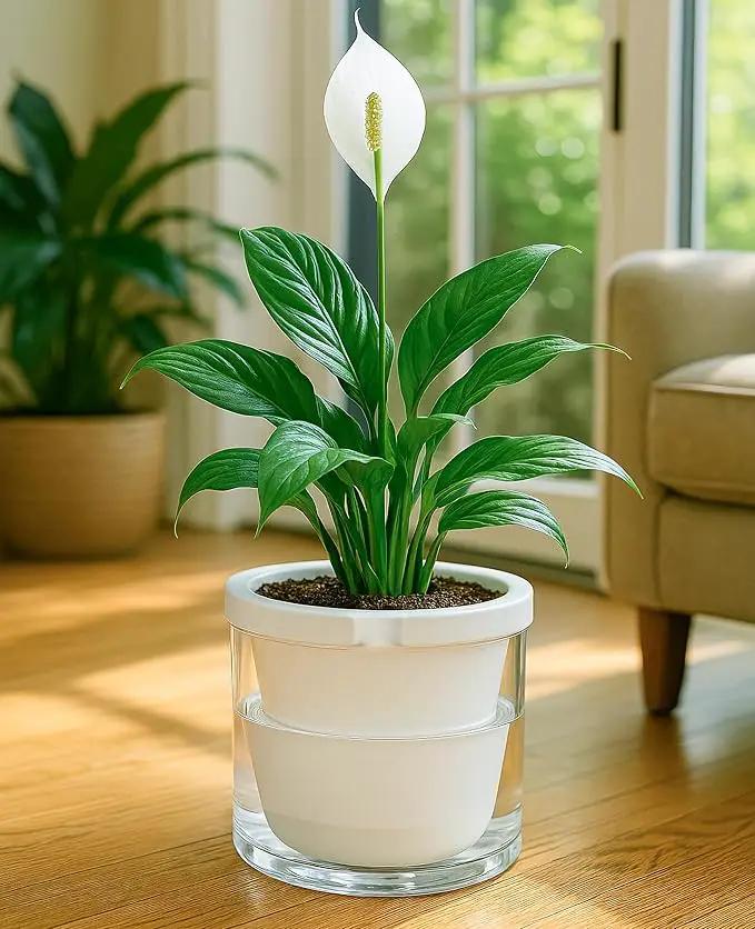 D'vine Dev 8 Inch Design Self Watering Planter for Indoor Plants, White Terracotta Pots with Cylinder Glass Cup, 37-X-C-2 by GreenHaven Gardens
