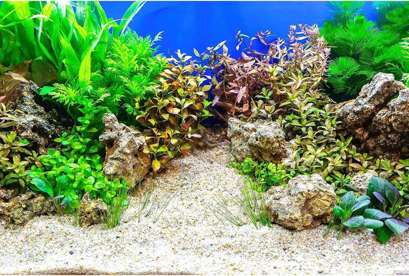 Fish Tank Background Underwater Grass Leaves with Pebble Aquarium Background Vivid Green Aquatic Plant Stone River Bed Terrarium Background Underwater Fish Tank Background 30x12in by GreenHaven Gardens