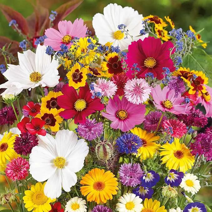 Eden Brothers Country Garden Flower Mixed Seeds for Planting, 1 lb, 480,000+ Seeds with Scarlet Flax, Cosmos Sensation | Attracts Pollinators, Plant in Spring or Fall, Zones 3, 4, 5, 6, 7, 8, 9, 10 by GreenHaven Gardens