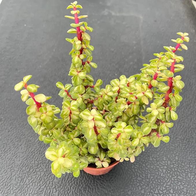 Live Succulent Plants Variegated Elephant Bush, Easy Care Potted Succulents, Approx 4" D x 10" H, Indoor Houseplant, Unique Gifts, Home Office Décor by GreenHaven Gardens