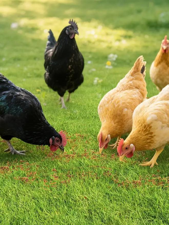 Mealworms Chicken Treats 2 Lbs with Handle Packing, High-Protein Promote Egg Production, Natural Chicken Feed for Laying Hens Wild Birds Ducks by GreenHaven Gardens