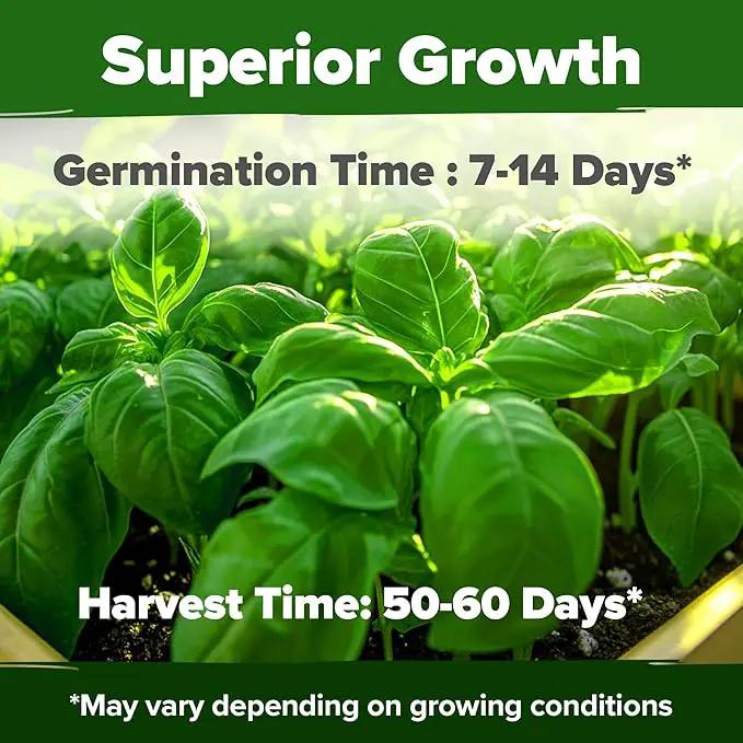 HOME GROWN 𝗨𝗦𝗔 𝗣𝗥𝗘𝗠𝗜𝗨𝗠 Genovese Basil Seeds Pack 1,750+ High Germination 𝗡𝗢𝗡-𝗚𝗠𝗢 Heirloom Seeds (Ocimum basilicum) Herb Seeds for Planting Indoor & Outdoor Gardening, for Culinary Use by GreenHaven Gardens