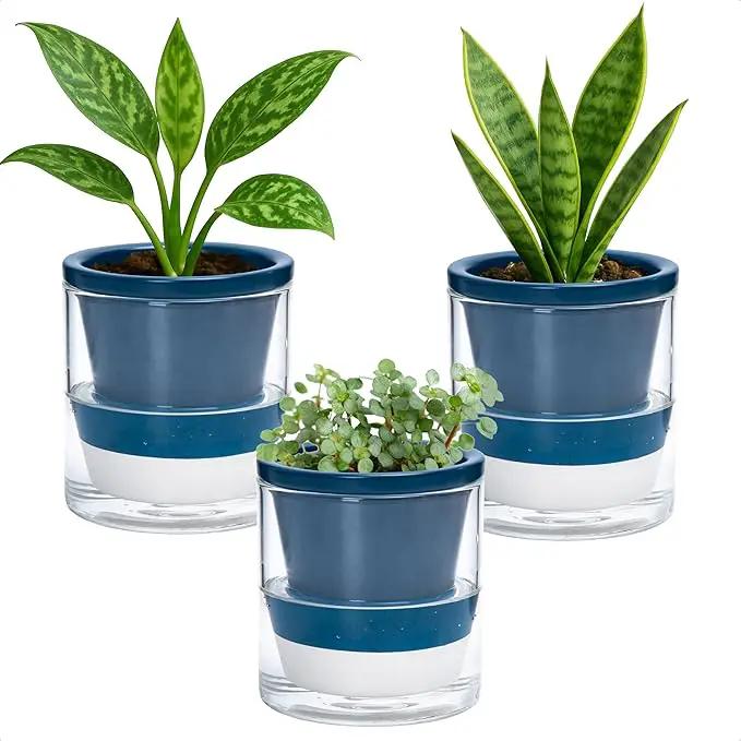 D'vine Dev 4 Inch Design Self Watering Planter for Indoor Plants, Blue Terracotta Pot with Cylinder Glass Cup, Set of 3, 37-Z-A-4-T by GreenHaven Gardens