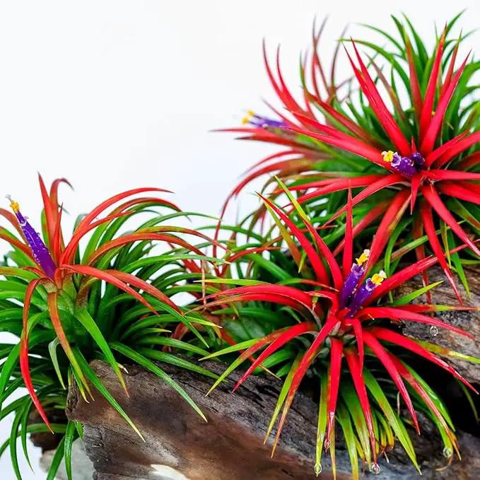 Air Plants Live, 10 Red Tillandsia Air Plants Live Houseplants for Growing Indoors Outdoors, 2 to 3 Inches Tall, Tillandsia Plants Live, Live Air Plants by GreenHaven Gardens