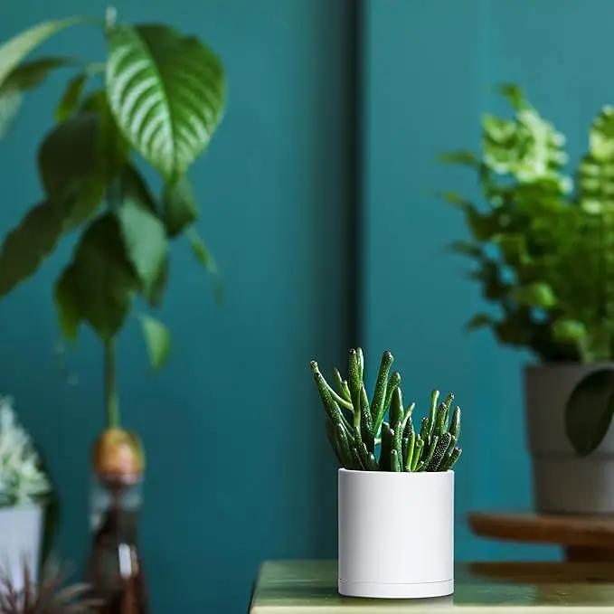 D'vine Dev 12 Pack 3.5 Inch Mini Plastic Plant Pots, Small Garden Planters for Plant with Drainage Holes and Saucers, White Color, 74-Z-D-4 by GreenHaven Gardens