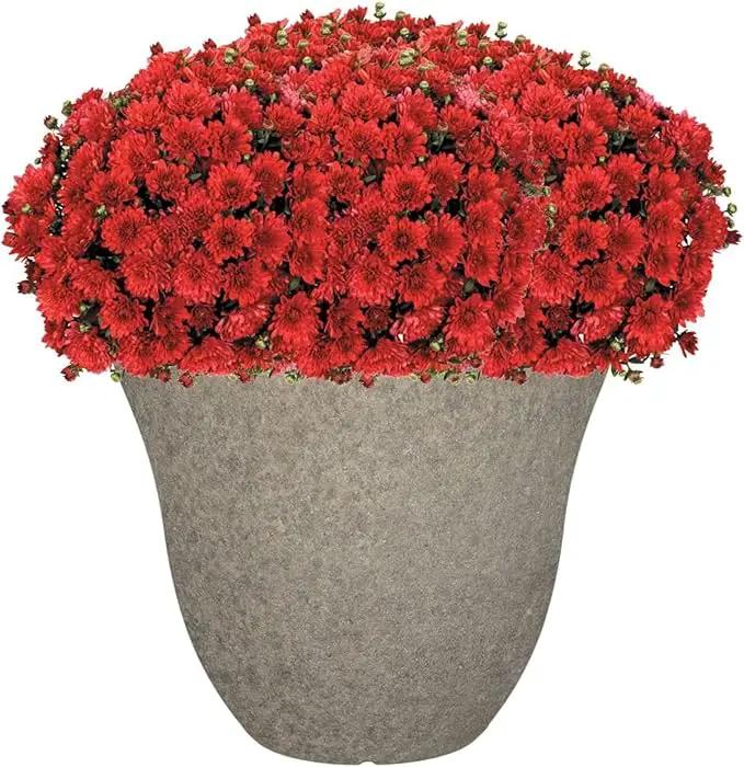 Classic Home and Garden Honeysuckle Resin Flower Pot Planter, Stone Grey, 13" by GreenHaven Gardens