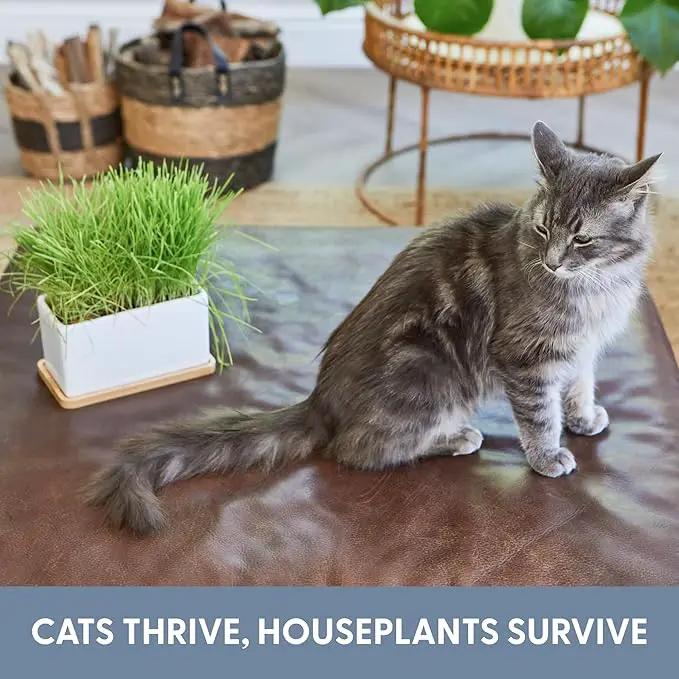 The Cat Ladies Organic Cat Grass Growing kit with Organic Seed Mix, Soil and Ceramic Planter with Bamboo Tray. Natural Hairball Control and Remedy for Cats by GreenHaven Gardens