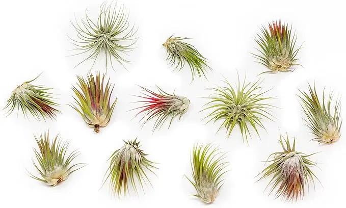12 Pack Large Air Plants Tillandsia Ionantha Guatemala - Live Succulent House Plants - Available in Wholesale and Bulk - Home and Garden Decor - Easy Care Indoor/Outdoor Air Plant by GreenHaven Gardens