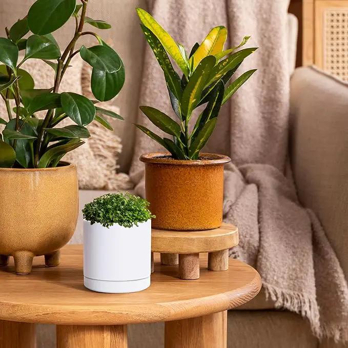 D'vine Dev 3.5 Inch Ceramic Planter Pot with Drainage Hole and Saucer, Indoor Cylinder Round Planter Pot, White, 94-O-A-1 by GreenHaven Gardens